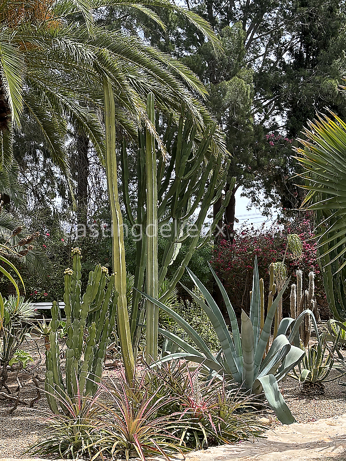 castingdelieux58FR009