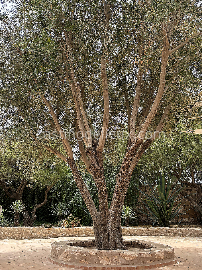 castingdelieux68FR009