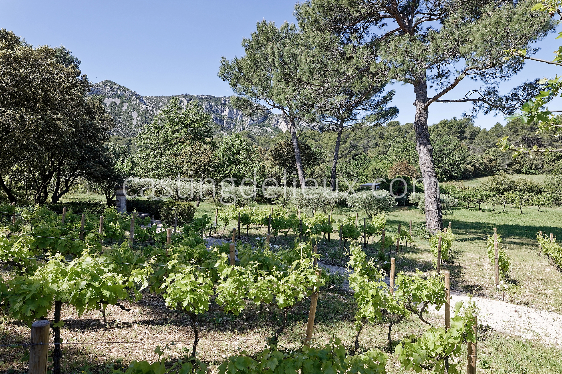 castingdelieux44FR037W