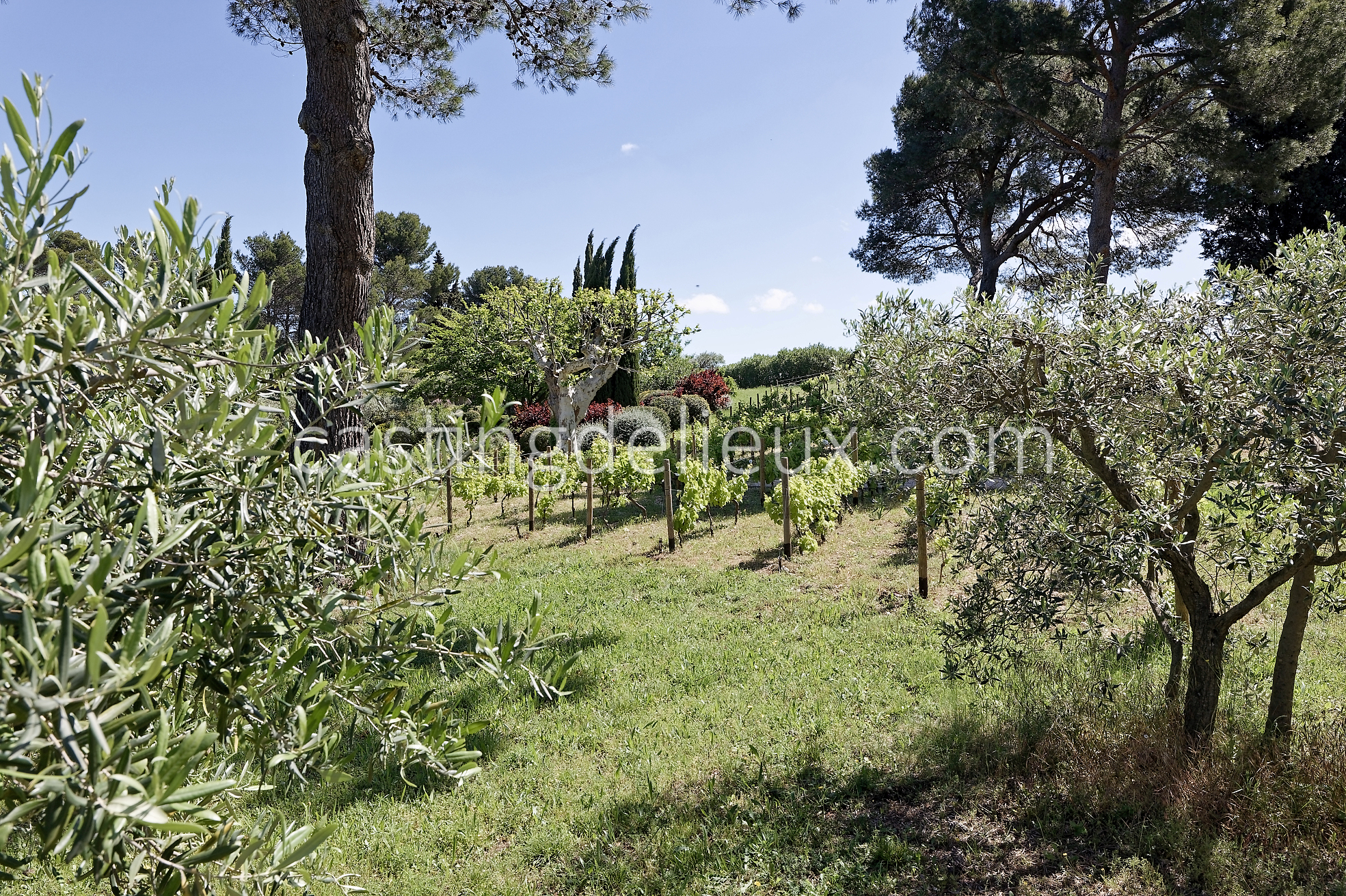 castingdelieux49FR037W