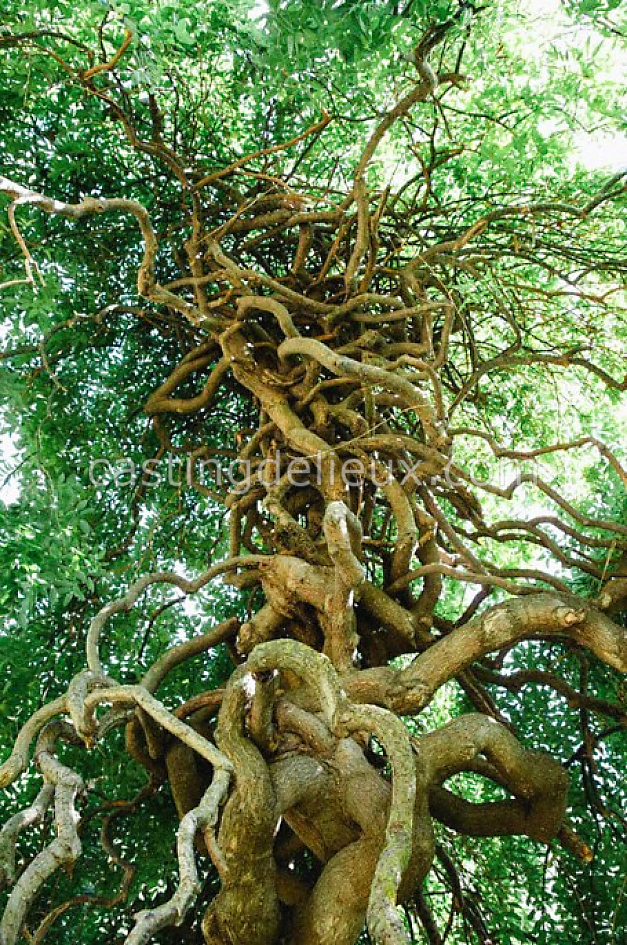 castingdelieux49FR056