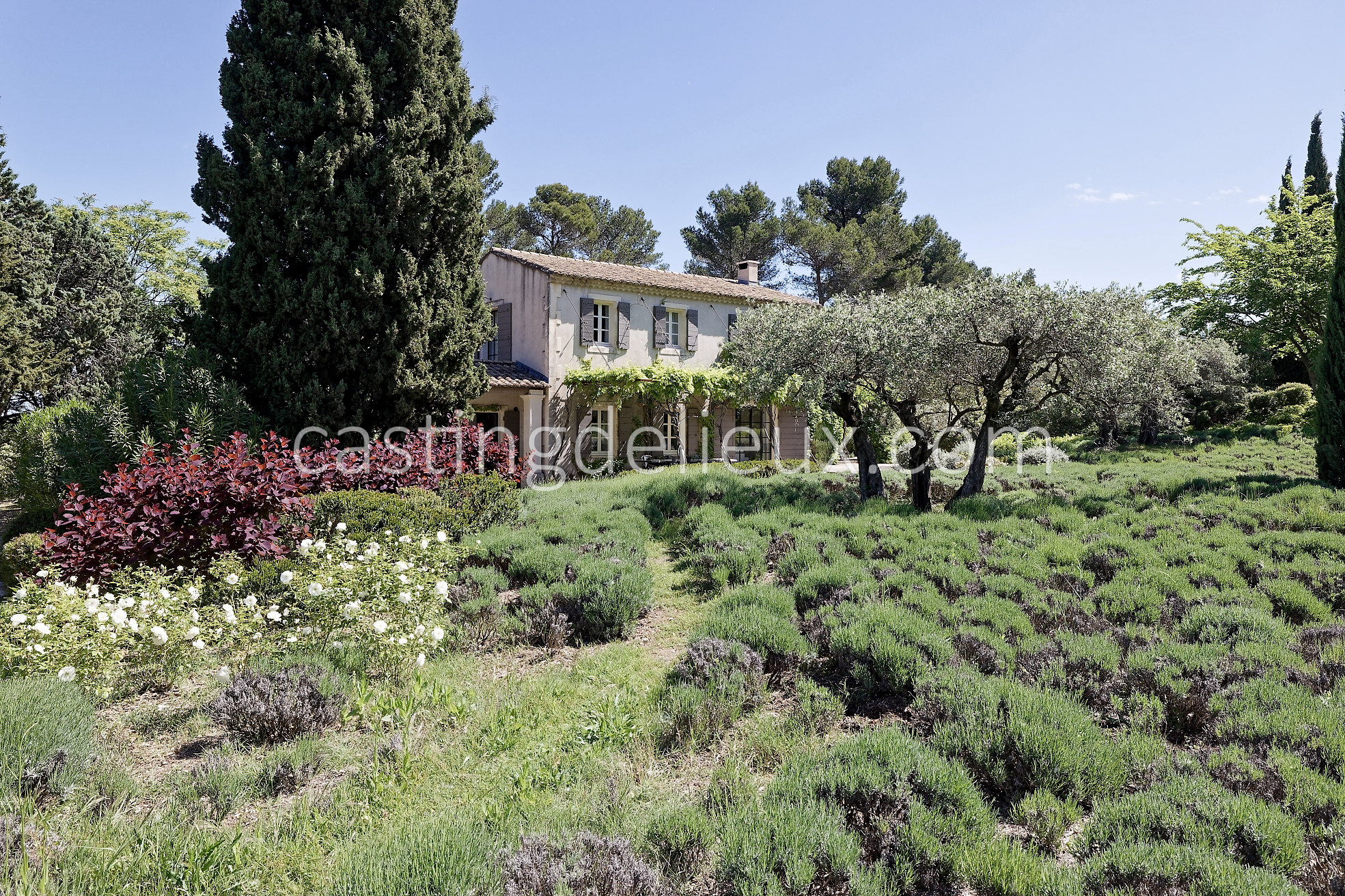 castingdelieux53FR037W