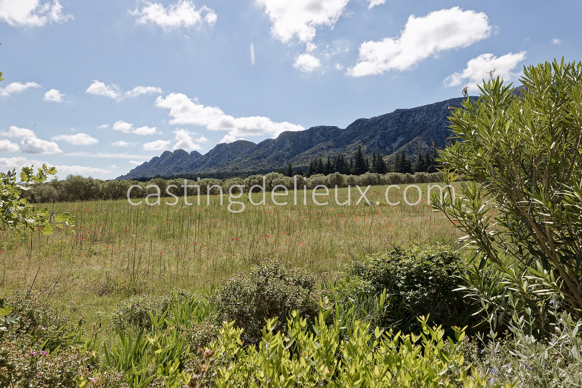 castingdelieux57FR037W