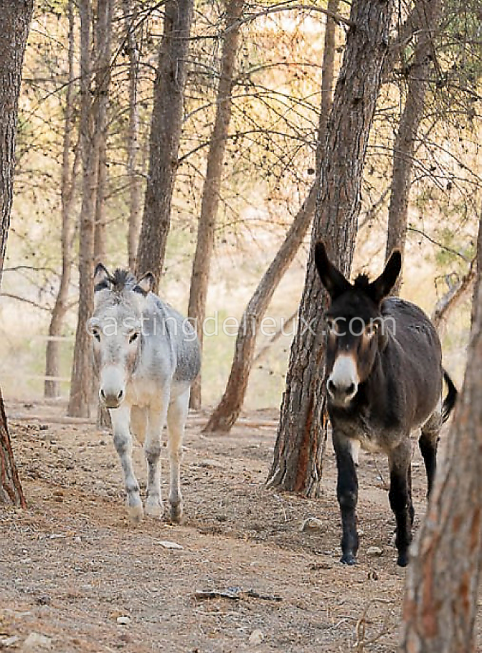 castingdelieux70FR040